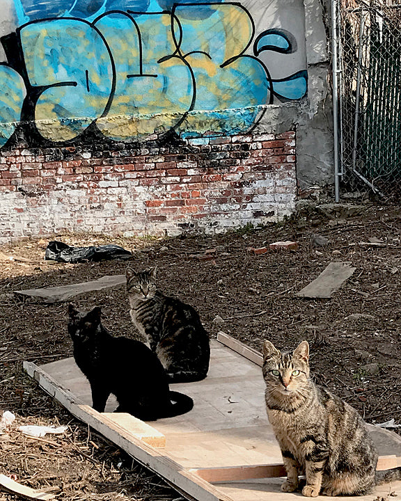 Graffiti Cats
