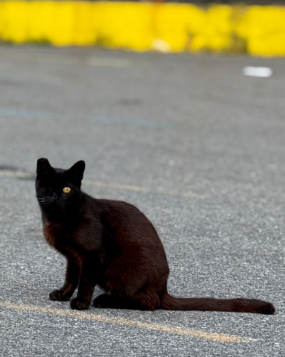 One Eye Jack of Sunset Park