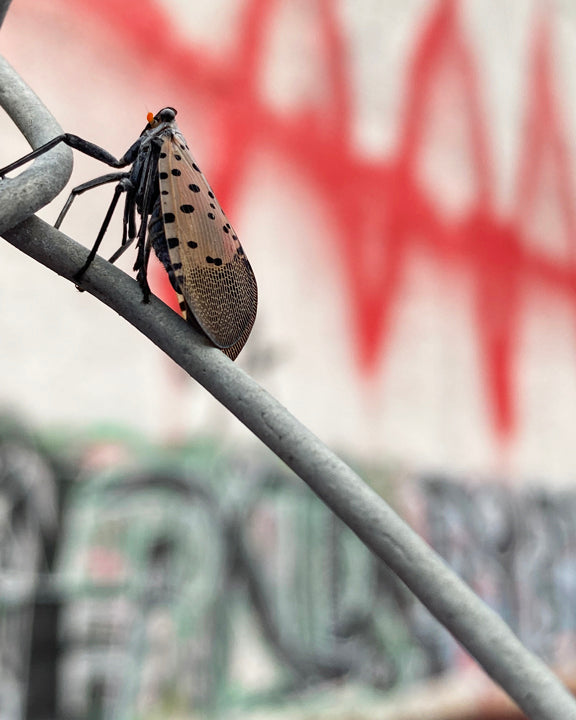 Lanternfly