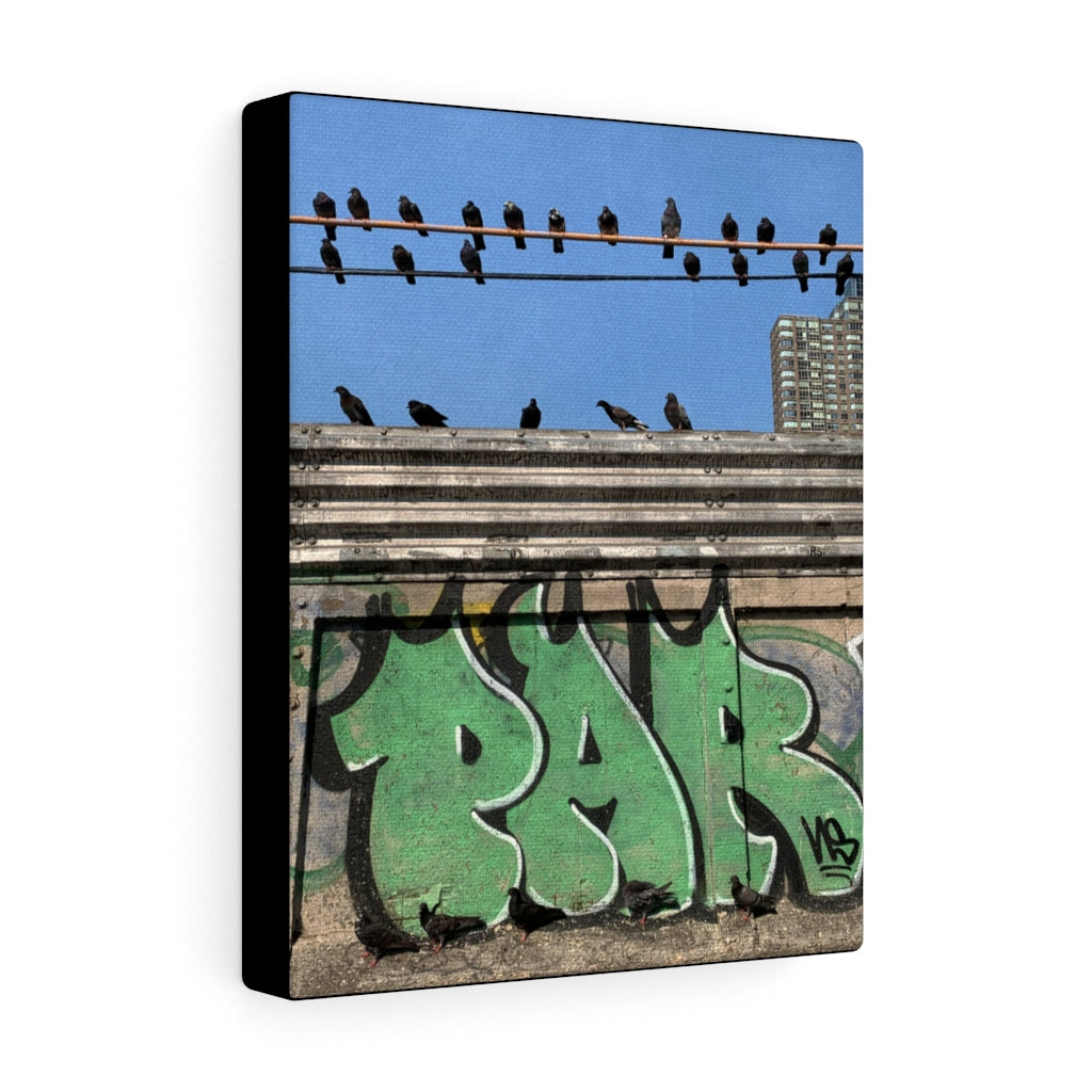 Pigeons and Graffiti, N.Y.C.-Canvas Gallery Wrap